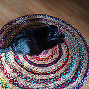 Gypsy a rejoint le concours — aidez-le/la à gagner de superbes lots ! animal, black_cat, cat, circular_rug, colorful_rug, cozy, domestic_cat, feline, flooring, home_interior, household, indoor, laying_down, natural_light, pet, resting, shadow, texture, wooden_floor, woven_rug