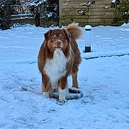 Simba Tanguy a rejoint le concours — aidez-le/la à gagner de superbes lots ! dog, brown_dog, white_chest, fluffy, snow, winter, backyard, fence, wooden_fence, post, pipe, grass_peeking, paw_prints, standing, outdoors, tail, portrait, muzzle, eyes, pet