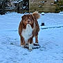 dog, brown_dog, white_chest, fluffy, snow, winter, backyard, fence, wooden_fence, post, pipe, grass_peeking, paw_prints, standing, outdoors, tail, portrait, muzzle, eyes, pet