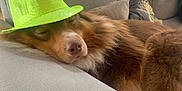 Simba participe au concours pour gagner de l'argent avec cette photo : dog, sleeping, hat, fedora, neon_green, sequined, couch, pillow, brown_fur, close_up, resting, indoor, pet, canine, cozy, relaxed, fur, animal, domestic, cute