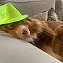 dog, sleeping, hat, fedora, neon_green, sequined, couch, pillow, brown_fur, close_up, resting, indoor, pet, canine, cozy, relaxed, fur, animal, domestic, cute