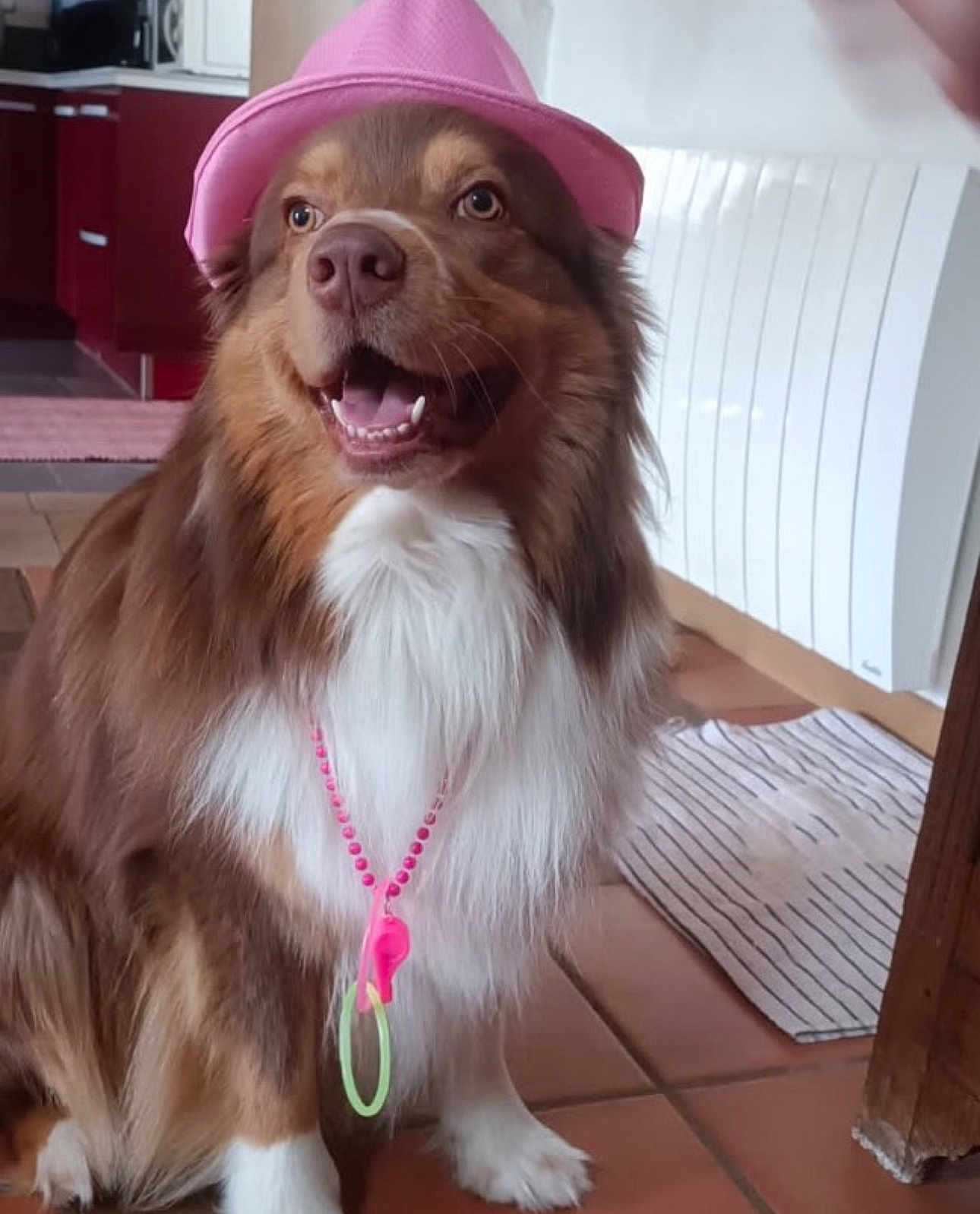 Simba a rejoint le concours — aidez-le/la à gagner de superbes lots ! dog, pet, indoor, hat, pink_hat, necklace, brown_fur, white_fur, happy, smiling, floor, tile_floor, home, cheerful, accessory, cute, domestic_animal, beige, playful, canine