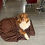 dog, brown_blanket, tile_floor, kitchen, modern_interior, pet, canine, fur, animal, domestic, indoor, curious, sitting, brown_fur, white_fur, paw, blanket, relaxed, looking_at_camera, cozy
