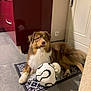 Simba participe au concours pour gagner de l'argent avec cette photo : dog, soccer_ball, floor, mat, indoor, kitchen, cabinet, tile_floor, brown_dog, white_fur, paw, resting, pet, animal, playful, furniture, door, reflection, home, corner