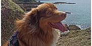 Simba participe au concours pour gagner de l'argent avec cette photo : animal, brown_fur, canine, cloud, coast, dog, fluffy, happy, harness, landscape, nature, outdoor, pet, rock, scenic, sea, sky, sunny, tongue_out, water