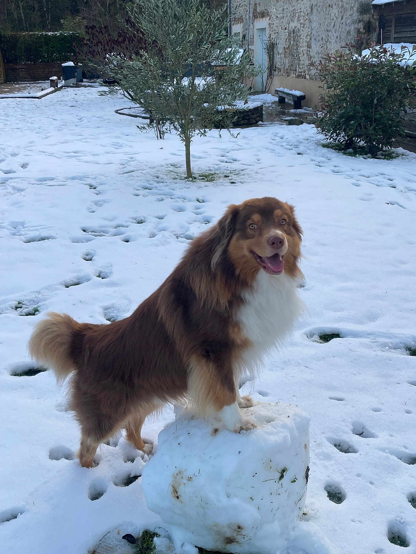 Simba