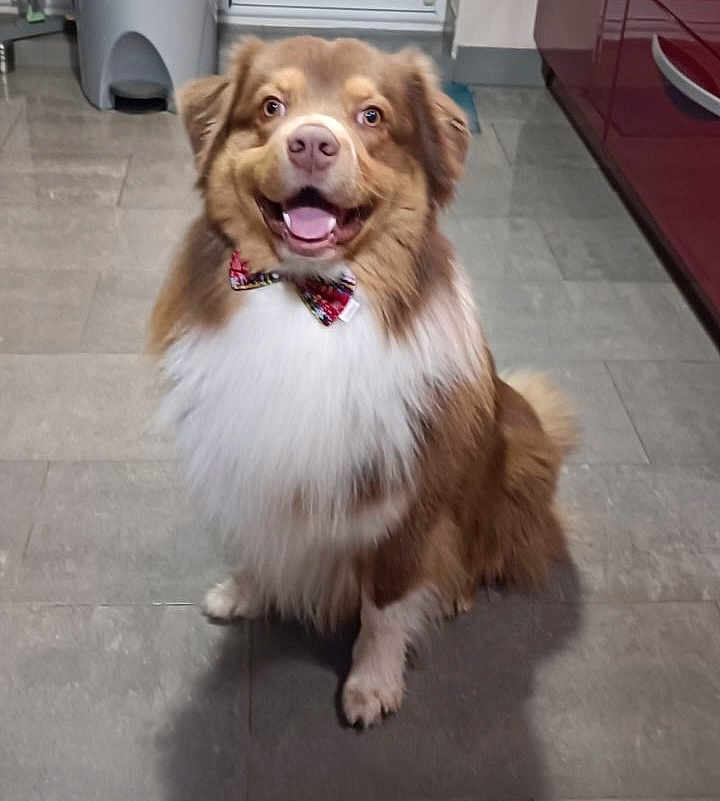 Simba