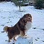 Simba participe au concours pour gagner de l'argent avec cette photo : dog, snow, snowball, outdoor, tree, bushes, yard, playful, happy, pet, fur, animal, winter, grass, stone_wall, smile, canine, nature, daylight, garden