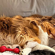 Simba participe au concours pour gagner de l'argent avec cette photo : animal, blanket, brown, canine, comfortable, couch, cozy, dog, domestic_animal, fluffy, fur, indoor, lying_down, pet, pillow, red_bone, relaxed, resting, toy, white
