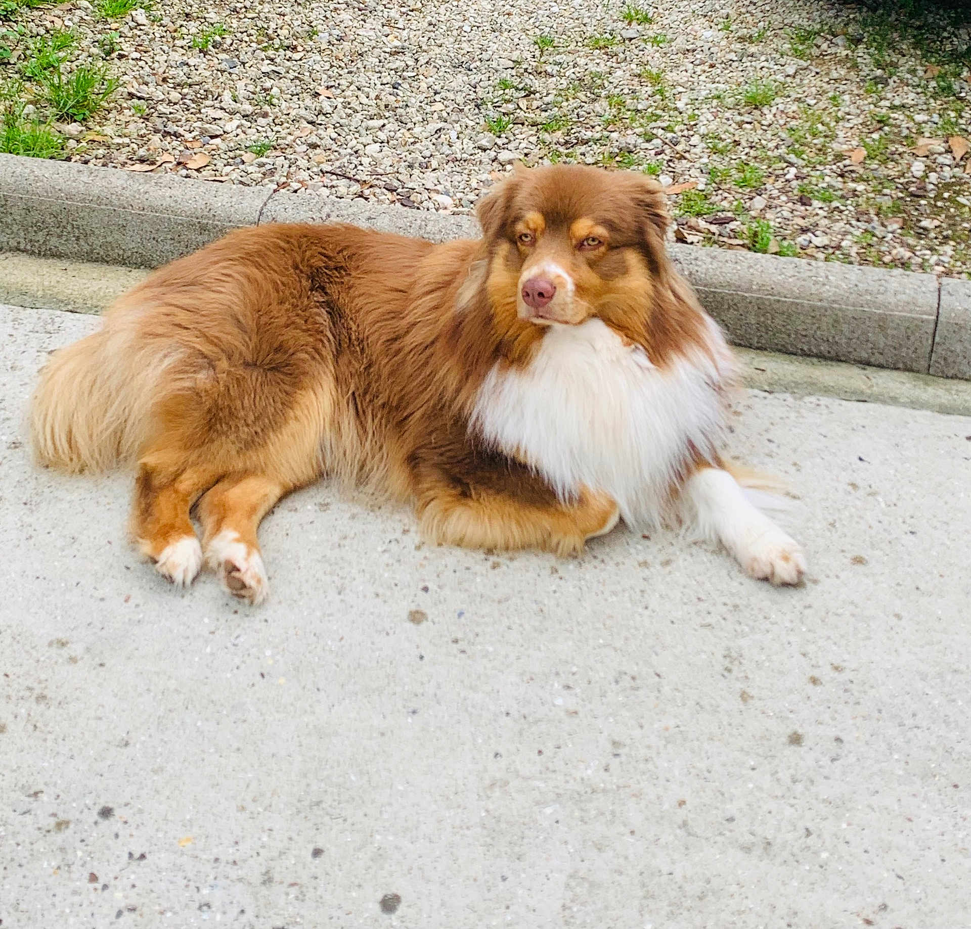 Simba