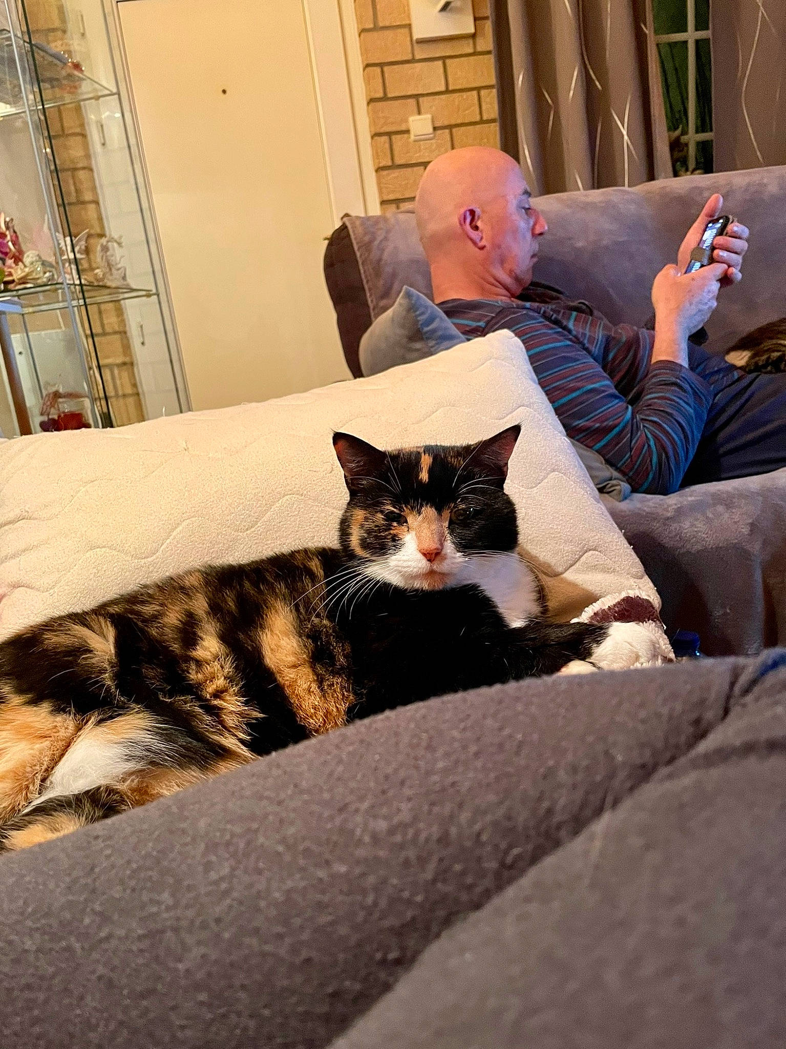 Gribouille participe au concours pour gagner de l'argent avec cette photo : bedding, bedroom, carnivore, cat, comfort, couch, domestic_short_haired_cat, door, felidae, floor, flooring, fur, grey, hardwood, linens, living_room, small_to_medium_sized_cats, tail, whiskers, wood