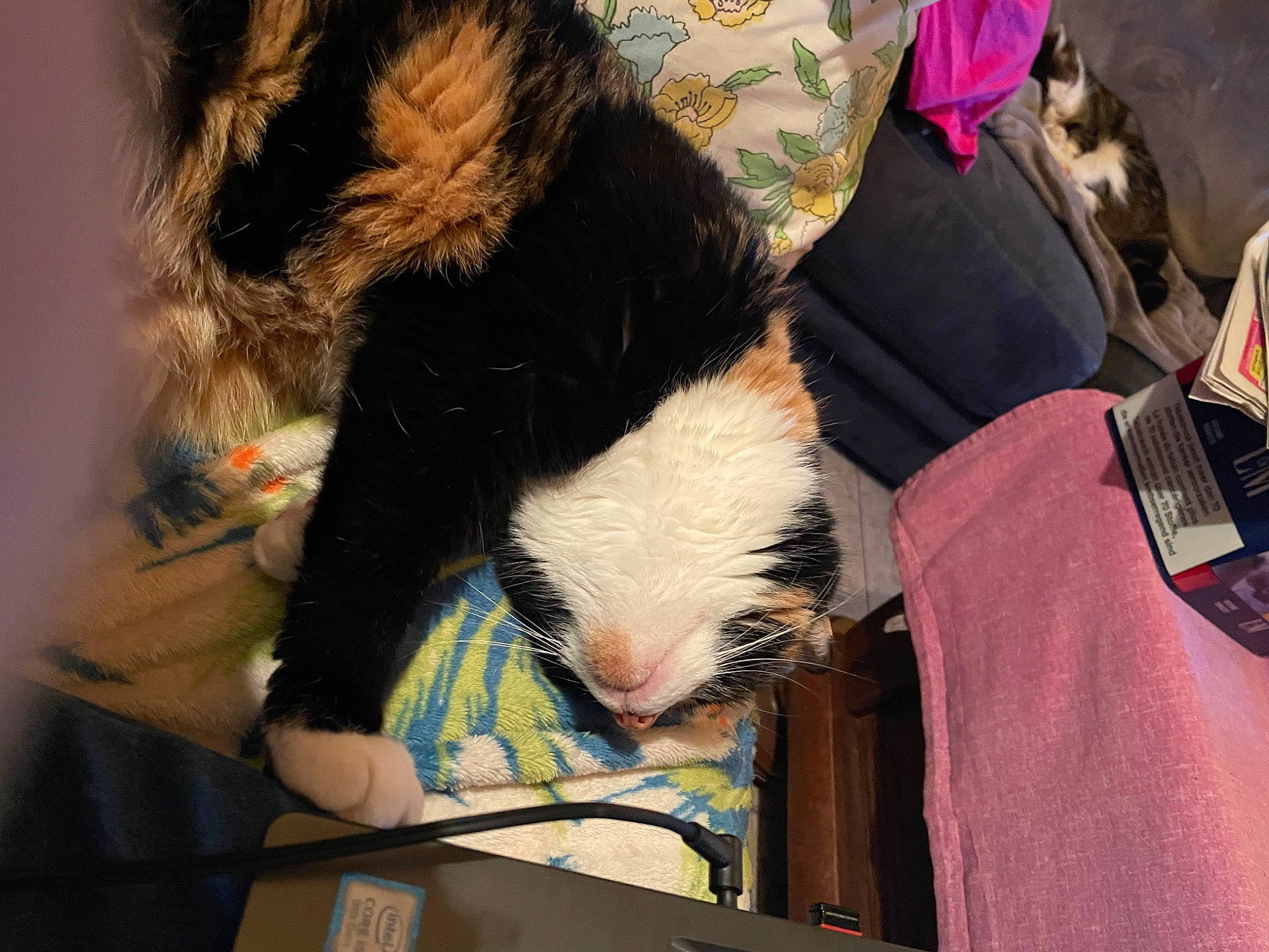 Gribouille participe au concours pour gagner de l'argent avec cette photo : carnivore, claw, comfort, companion_dog, dog_breed, felidae, fur, lap, laptop, nap, natural_material, office_supplies, room, small_to_medium_sized_cats, tail, whiskers