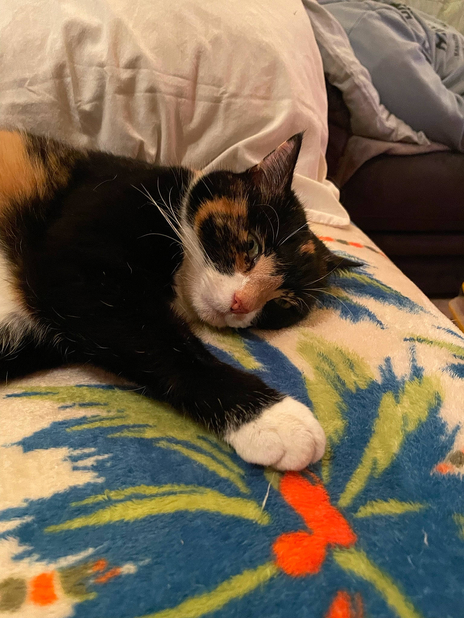 Gribouille participe au concours pour gagner de l'argent avec cette photo : bed, bed_sheet, bedding, blanket, carnivore, cat, comfort, domestic_short_haired_cat, felidae, fur, grass, grey, linens, pattern, paw, room, small_to_medium_sized_cats, tail, tints_and_shades, whiskers