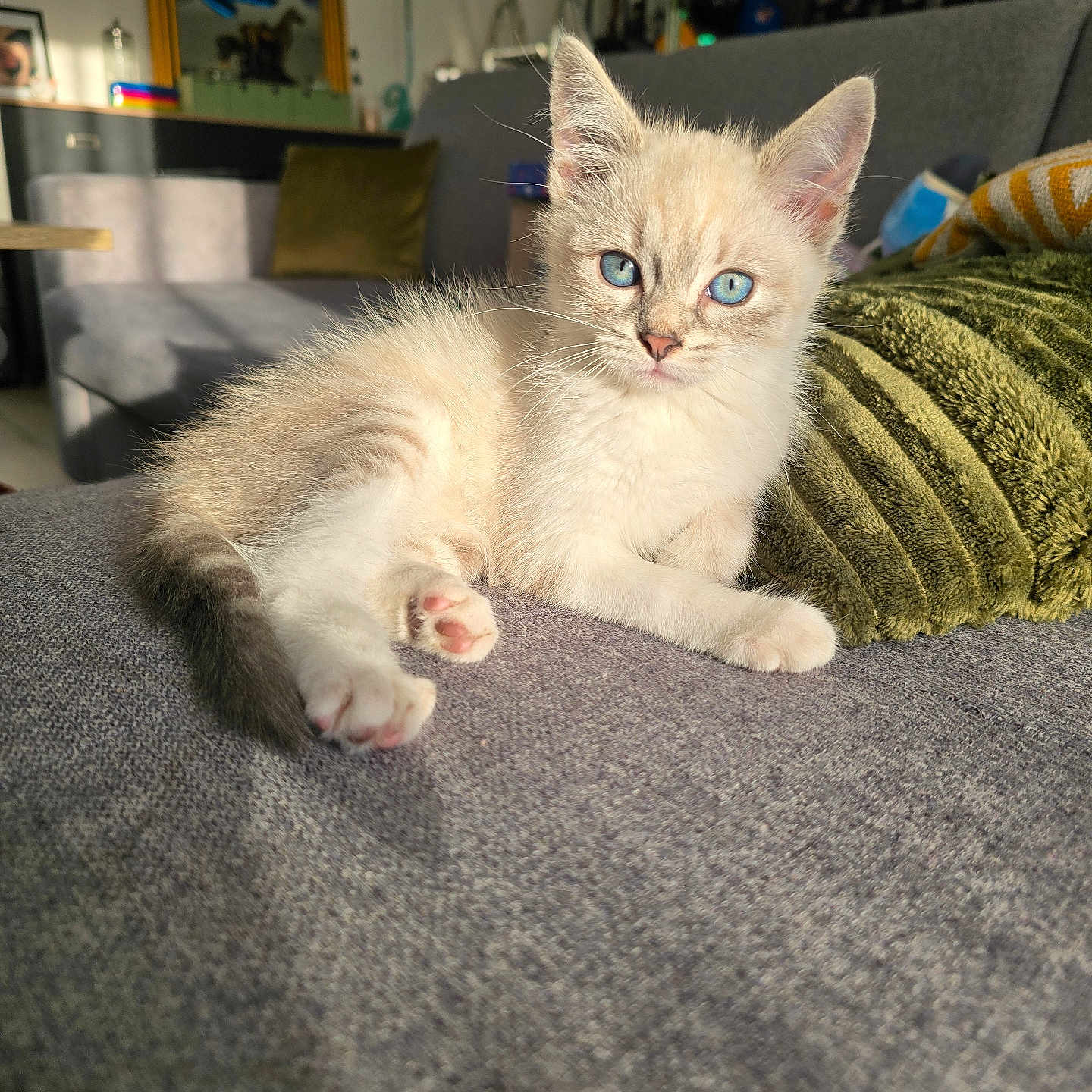 Zouna a rejoint le concours — aidez-le/la à gagner de superbes lots ! abyssinian, angora, animal, architecture, art, blanket, building, cat, couch, furniture, homedecor, indoors, kitten, linen, livingroom, manx, painting, person, pet, siamese