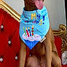 Finn is registered to the contest to win money with this photo: animal, birthday_bandana, brown_dog, canine, celebration, colorful, cute, decor, dog, festive, happy_dog, indoor, luxury_furniture, party_hat, pet, portrait, red_couch, sitting, smiling, tongue_out