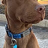 Finn is registered to the contest to win money with this photo: dog, brown_dog, collar, pet, outdoor, animal, canine, leash, tag, portrait, side_view, sunlight, calm, closeup, fur, muzzle, ears, alert, nature, park