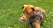 Finn is registered to the contest to win money with this photo: animal, brown_dog, canine, cute, daytime, dog, garden, grass, greenery, harness, leash, mammal, nature, outdoor, pet, playful, resting, summer, sunlight, tongue_out