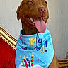 animal, bandana, birthday, brown_dog, canine, celebration, costume, cute, dog, festive, gold_trim, happy, indoor, party_hat, pet, pet_accessory, portrait, red_chair, smiling, tongue_out