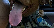 Finn is registered to the contest to win money with this photo: dog, brown_dog, tongue_out, harness, blue_tag, car_interior, window, greenery, pet, canine, happy, close_up, animal, seat, natural_light, ears, teeth, snout, collar, inside_car