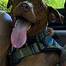 dog, brown_dog, tongue_out, harness, blue_tag, car_interior, window, greenery, pet, canine, happy, close_up, animal, seat, natural_light, ears, teeth, snout, collar, inside_car