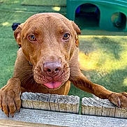 Finn joined the competition — help win amazing prizes! dog, brown_dog, fence, tongue_out, playful, outdoor, greenery, wood, pet, animal, cute, close_up, daylight, playground, curious, canine, snout, paw, ears, expression