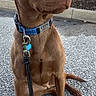 Finn joined the competition — help win amazing prizes! dog, brown_dog, collar, leash, outdoor, sitting, pavement, sunlight, golden_hour, pet, canine, alert, portrait, animal, daylight, nature, fur, ears, nose, tag