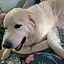 Loki is registered to the contest to win money with this photo: animal, bed, blanket, casual, comfort, cozy, cushion, dog, face, fur, human_feet, indoors, laying_down, paws, pet, relaxed, resting, room, sleepy, white_dog