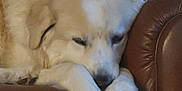 Loki is registered to the contest to win money with this photo: animal, calm, closeup, comfortable, companion, cozy, cute, dog, domestic_animal, fluffy, fur, indoor, leather_chair, mammal, paw, pet, relaxation, resting, sleeping, white_dog