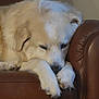 animal, calm, closeup, comfortable, companion, cozy, cute, dog, domestic_animal, fluffy, fur, indoor, leather_chair, mammal, paw, pet, relaxation, resting, sleeping, white_dog
