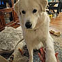Loki joined the competition — help win amazing prizes! animal, canine, carpet, closeup, cozy, dog, dog_toys, domestic, fur, furniture, handshake, home, indoor, interaction, living_room, paw, pet, rug, white_dog, wooden_floor