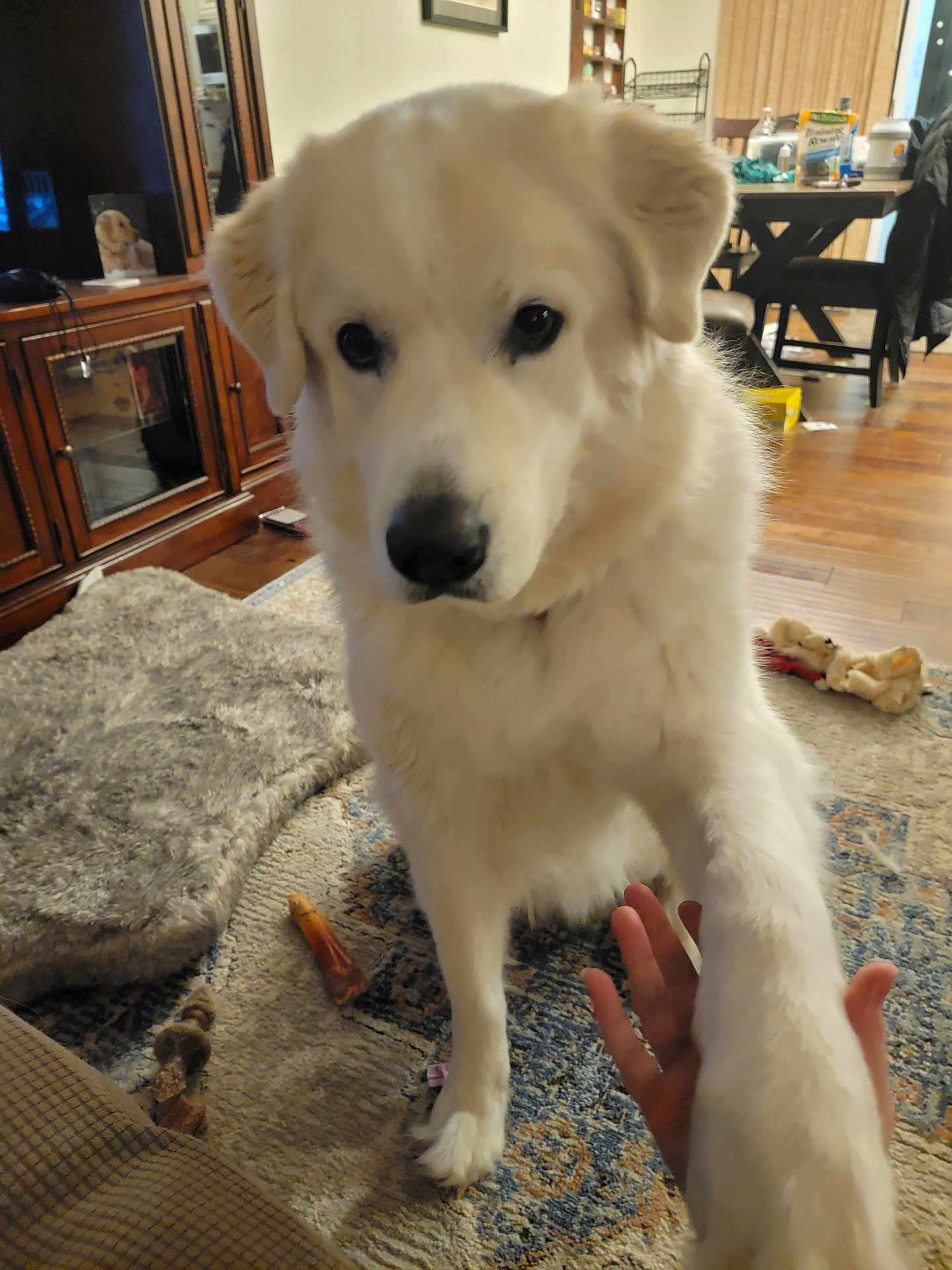 Loki
