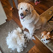Loki joined the competition — help win amazing prizes! animal, companion, curious, dog, domestic, floor, foot, fur, happy, home, indoor, large_dog, pet, playful, rug, shedding, shoe, small_dog, two_dogs, wooden_floor