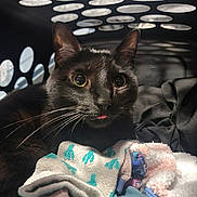 Lilo joined the competition — help win amazing prizes! animal, black_cat, cat, close_up, clothing, curious, cute, ears, fabric, home, indoor, laundry_basket, pet, playful, socks, soft_light, textile, tongue, whiskers, wide_eyes