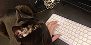Lilo is registered to the contest to win money with this photo: accessories, animal, baby, beverage, cat, coffee, computer, computerhardware, computerkeyboard, cup, desk, electronics, furniture, hardware, laptop, pc, person, pet, table, wood