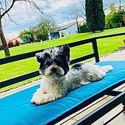 Milo a rejoint le concours — aidez-le/la à gagner de superbes lots ! bench, black_and_white, blue_cushion, canine, cloud, daylight, dog, fence, fluffy, garden, green_grass, house, nature, outdoor, pet, relaxing, sky, summer, tree, wooden_deck