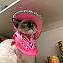 Tuna Casserole is registered to the contest to win money with this photo: cat, pet, siamese_cat, cowboy_hat, bandana, pink, blue_eyes, whiskers, fluffy, indoor, pantry, shelf, canned_food, pet_food, portrait, costume, cute, feline, close_up, accessory