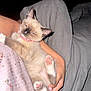 Tuna Casserole is registered to the contest to win money with this photo: kitten, cat, siamese_cat, pink_collar, paw, paw_pad, human_arm, hand, lap, floral_shirt, gray_blanket, bedding, indoor, flash, close_up, sleepy, cute, pet, domestic, portrait