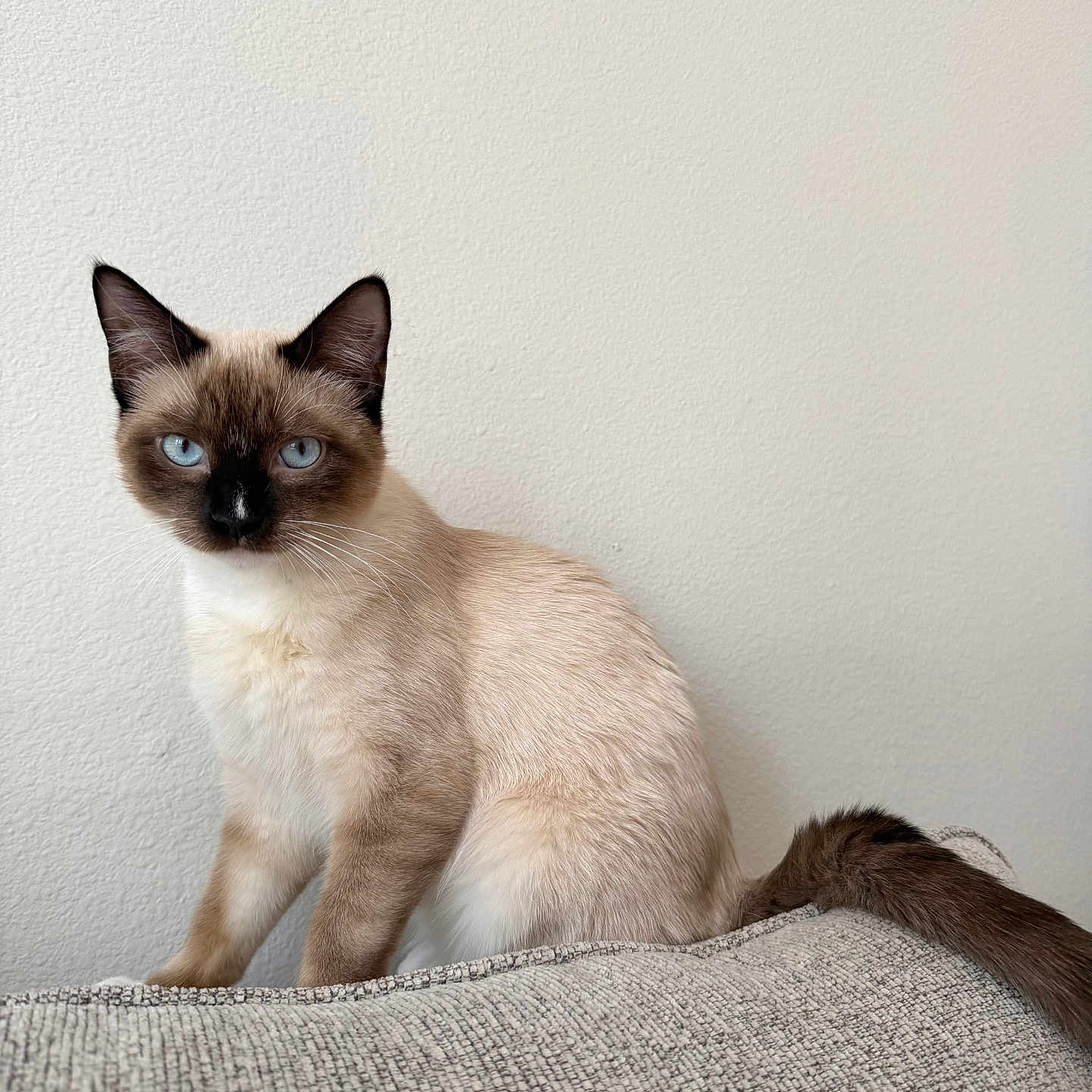 Tuna Casserole joined the competition — help win amazing prizes! beige, blue_eyes, cat, couch, cozy, domestic_cat, ears, fur, furniture, indoor, looking_at_camera, pet, portrait, siamese_cat, sitting, small_animal, tail, texture, wall, whiskers