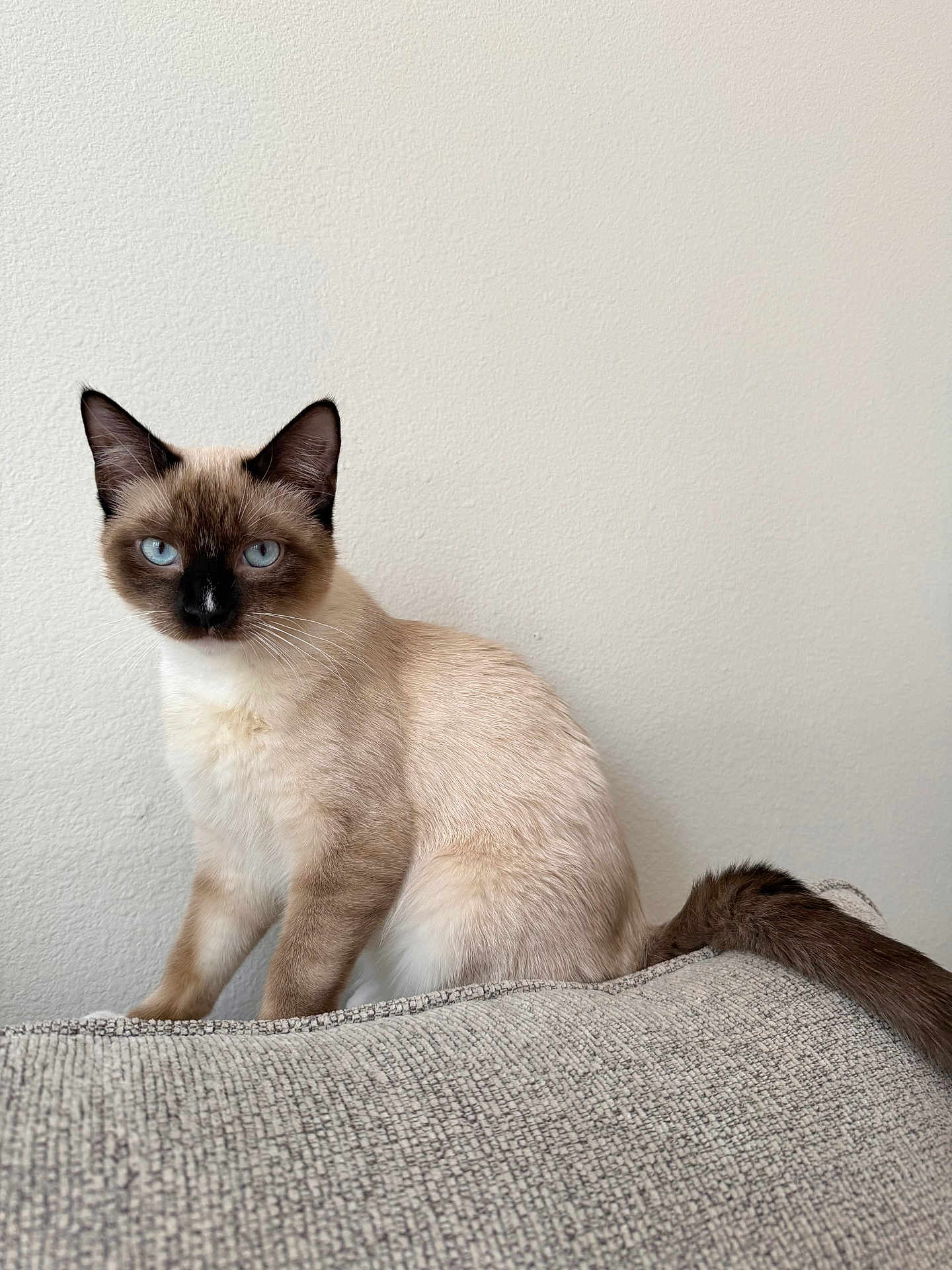 Tuna Casserole joined the competition — help win amazing prizes! cat, siamese_cat, blue_eyes, sitting, couch, tail, whiskers, ears, fur, indoor, wall, pet, portrait, looking_at_camera, domestic_cat, cozy, beige, texture, furniture, small_animal