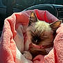 kitten, cat, sleeping, blanket, pink_blanket, pink, collar, paw, whiskers, fur, cozy, car_interior, steering_wheel, dashboard, sunlight, portrait, close_up, pet, travel, nap