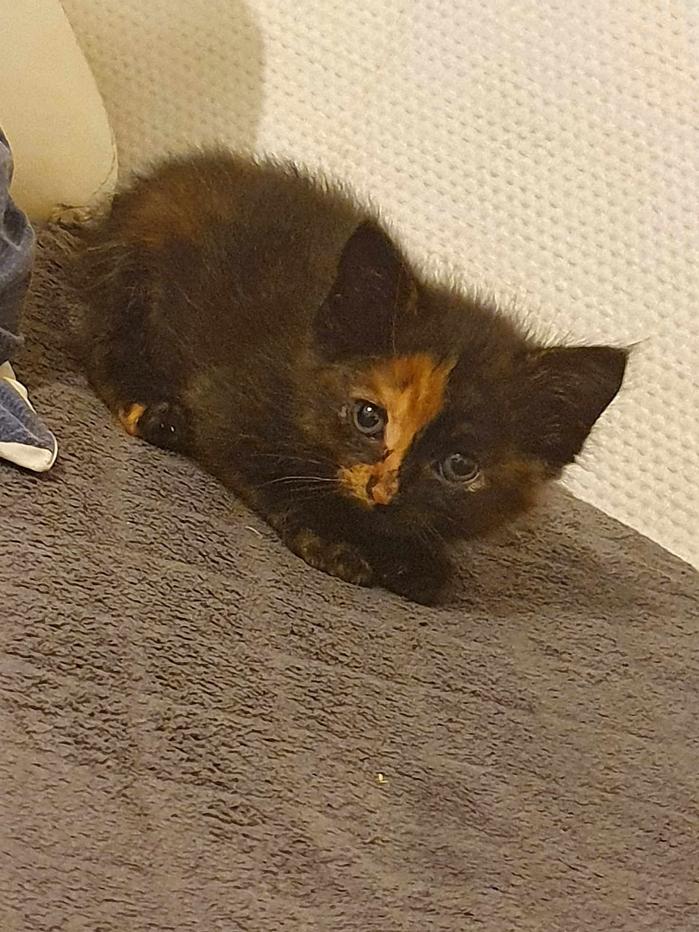 Bella a rejoint le concours — aidez-le/la à gagner de superbes lots ! kitten, cat, tortoiseshell, pet, fur, eyes, ears, bedding, blanket, indoor, cozy, small, animal, whiskers, paw, curious, lying_down, portrait, closeup, soft