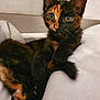 Bella participe au concours pour gagner de l'argent avec cette photo : cat, kitten, tortoiseshell, pet, fur, whiskers, eyes, ears, paws, bed, blanket, indoor, closeup, portrait, cute, looking_at_camera, relaxed, young, small_animal, domestic