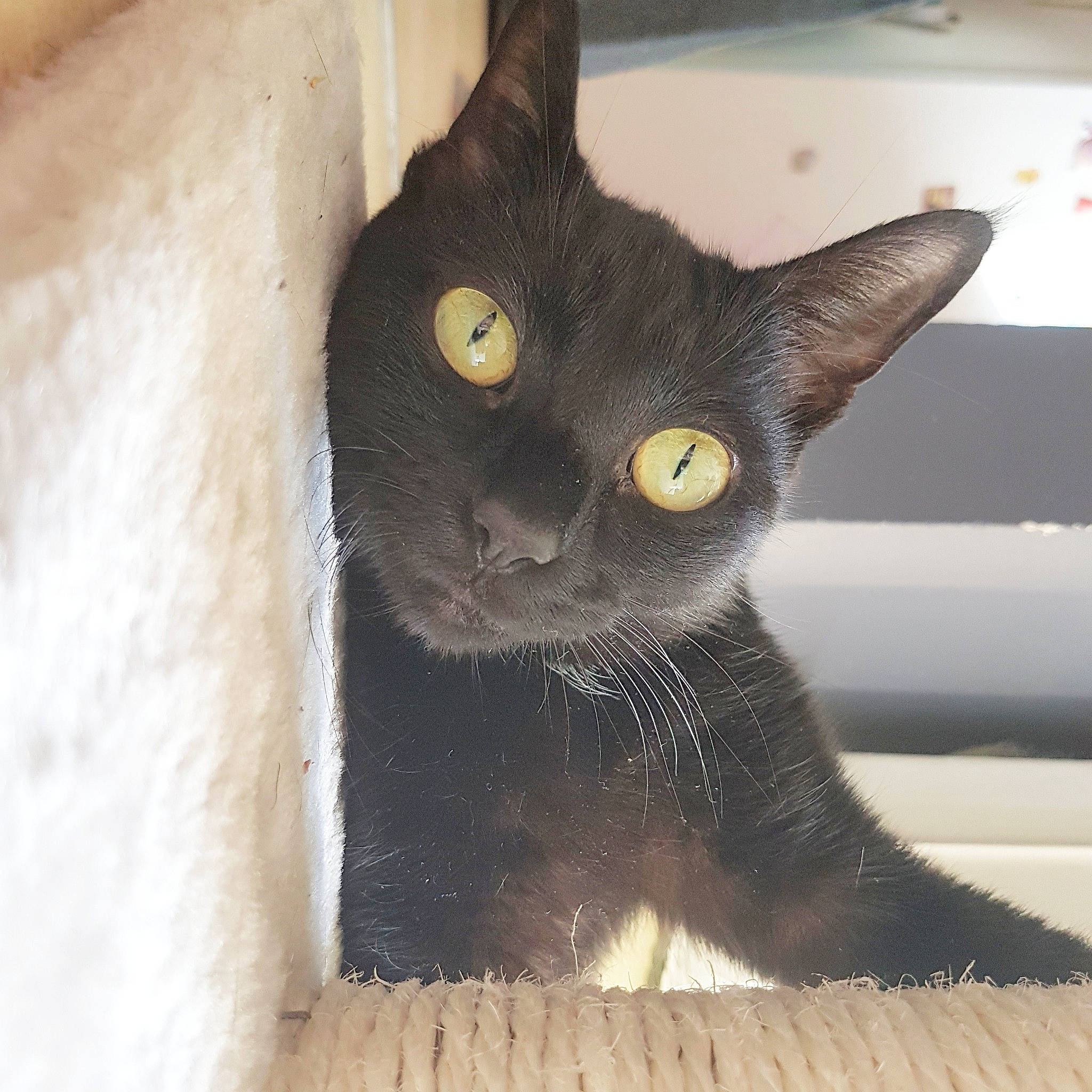 Princesse a rejoint le concours — aidez-le/la à gagner de superbes lots ! asian, black_cat, bombay, burmese, carnivore, cat, domestic_short_haired_cat, felidae, german_rex, havana_brown, korat, mammal, oriental_shorthair, small_to_medium_sized_cats, snout, vertebrate, whiskers