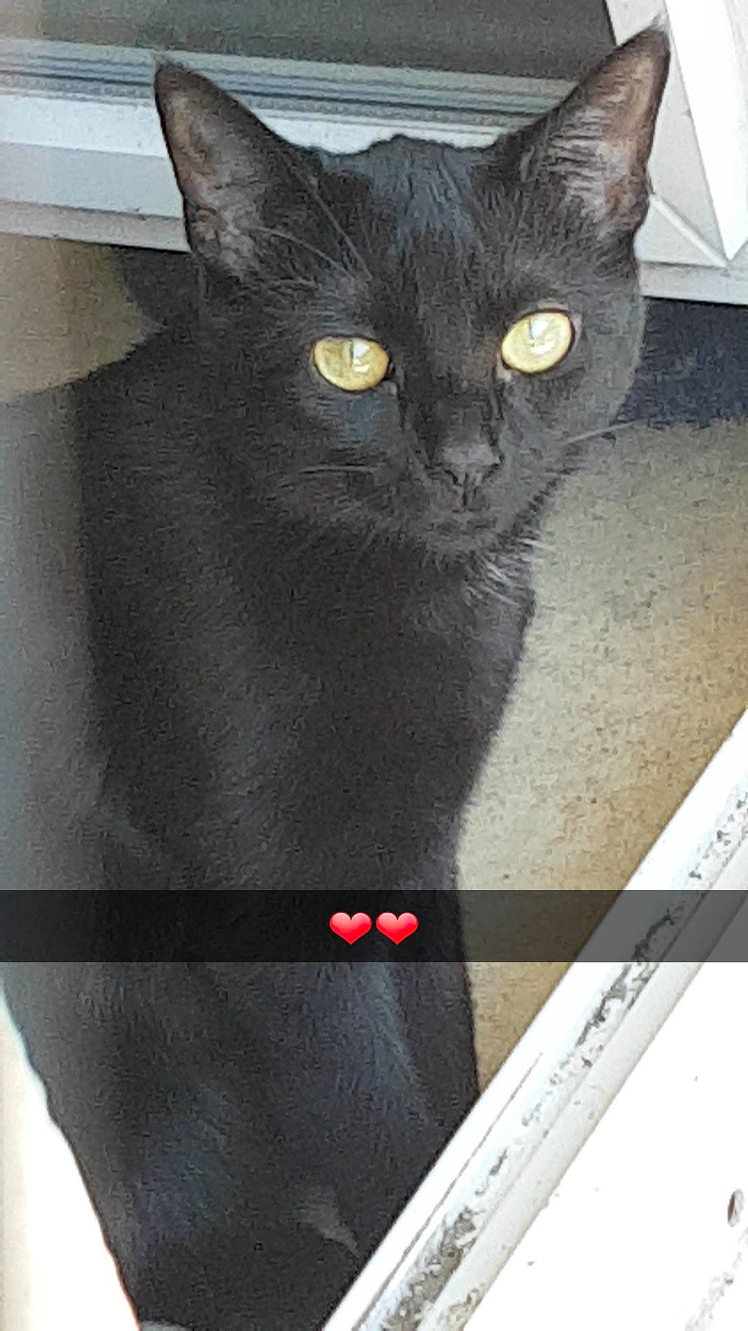 Princesse participe au concours pour gagner de l'argent avec cette photo : asian, black_cat, bombay, british_shorthair, burmese, carnivore, cat, chartreux, domestic_short_haired_cat, felidae, korat, mammal, small_to_medium_sized_cats, whiskers