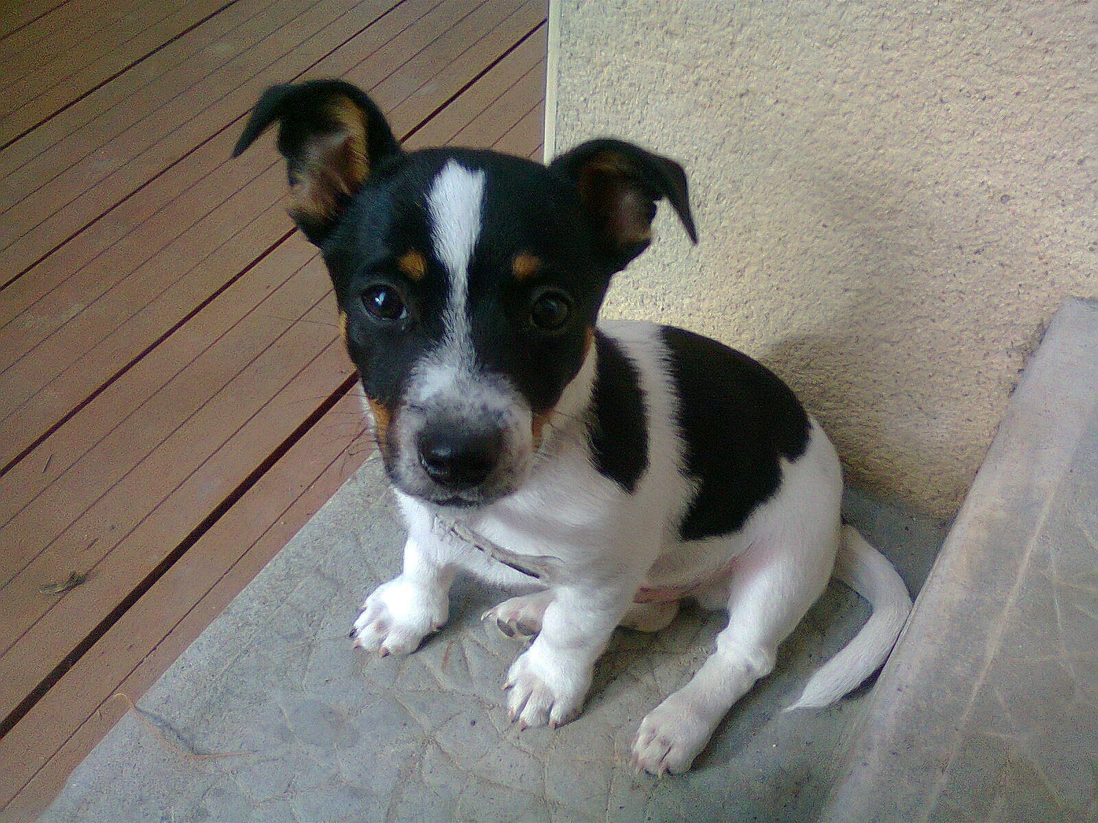 Joker participe au concours pour gagner de l'argent avec cette photo : bored, canidae, carnivore, companion_dog, dog, dog_breed, flooring, hardwood, irishjacks, paw, puppy, sporting_group, terrestrial_animal, terrier, whiskers, wood, working_animal, working_dog