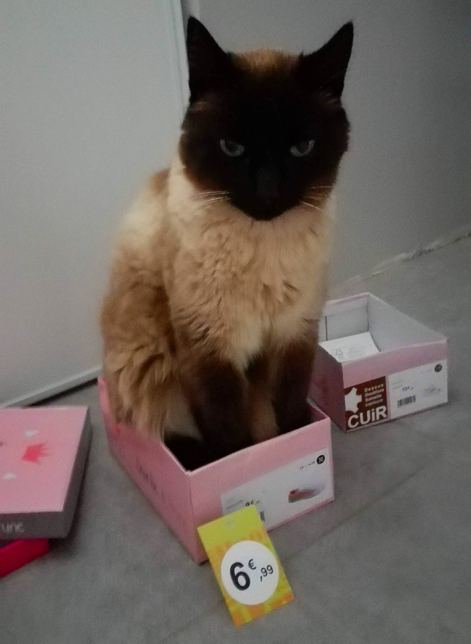 Patapouf participe au concours pour gagner de l'argent avec cette photo : balinese, birman, box, cardboard, carnivore, carton, cat, electronic_device, felidae, fur, gadget, packaging_and_labeling, paper_product, paw, shipping_box, small_to_medium_sized_cats, snout, tail, thai, whiskers