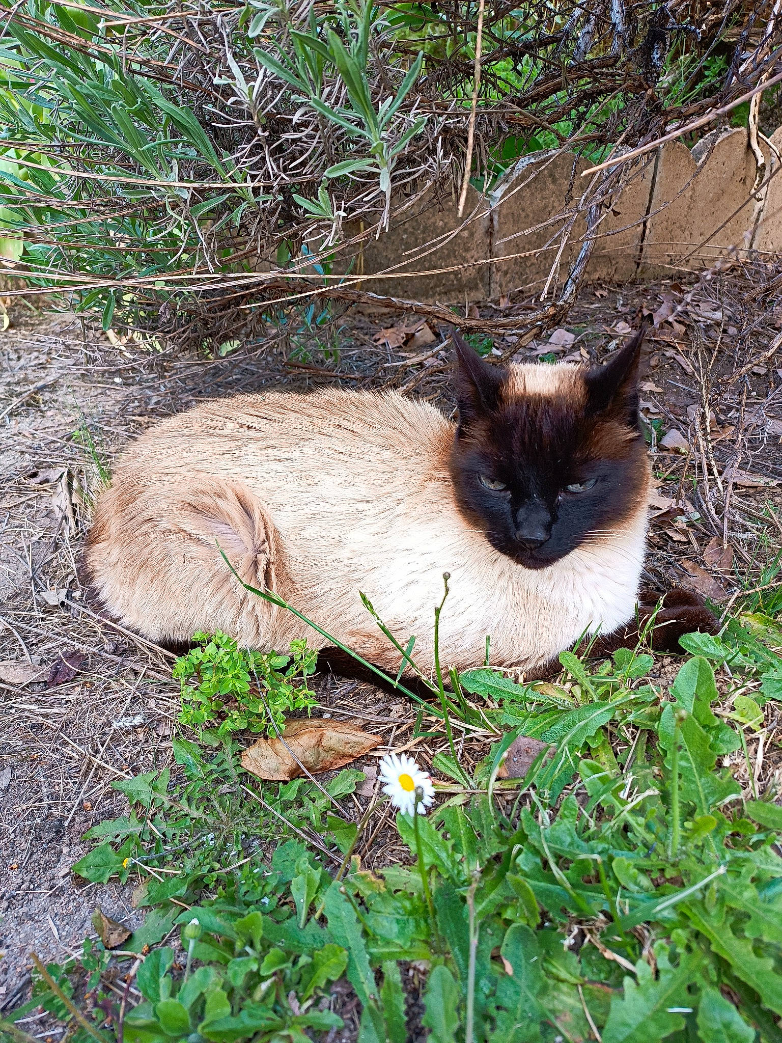 Patapouf a rejoint le concours — aidez-le/la à gagner de superbes lots ! balinese, birman, carnivore, cat, domestic_short_haired_cat, fawn, felidae, fur, grass, groundcover, plant, siamese, small_to_medium_sized_cats, snout, tail, terrestrial_animal, thai, whiskers, wildlife
