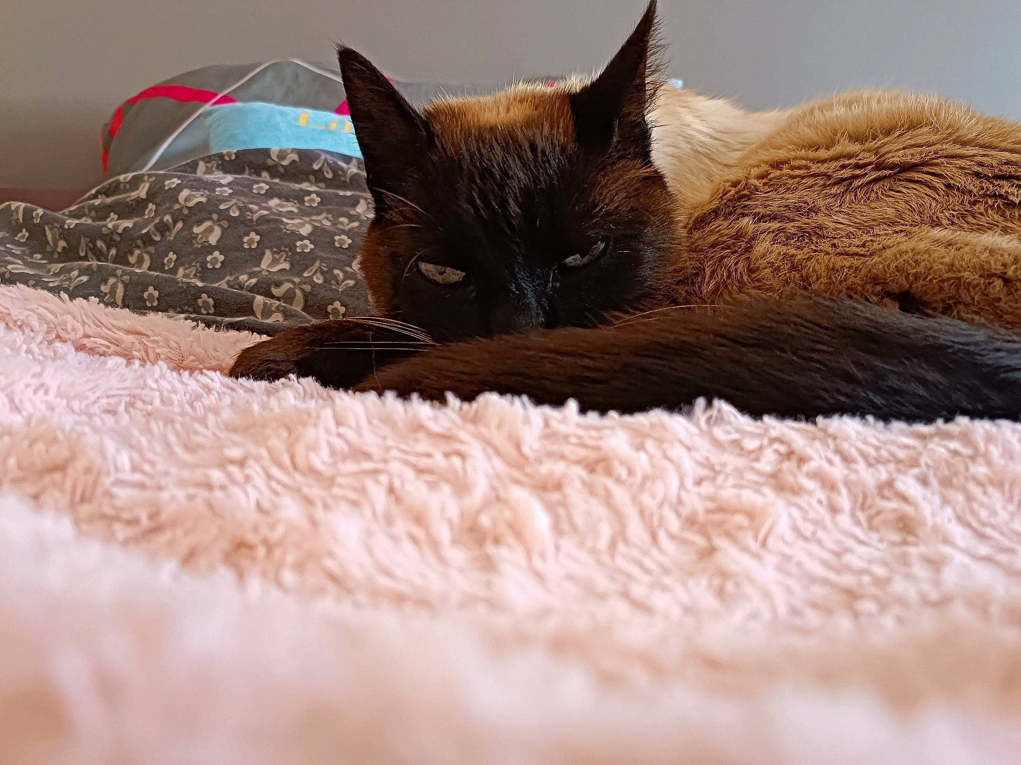 Patapouf participe au concours pour gagner de l'argent avec cette photo : bombay, brown, carmine, carnivore, cat, cat_bed, cat_supply, claw, comfort, domestic_short_haired_cat, felidae, fur, linens, liver, nap, small_to_medium_sized_cats, snout, tail, terrestrial_animal, whiskers