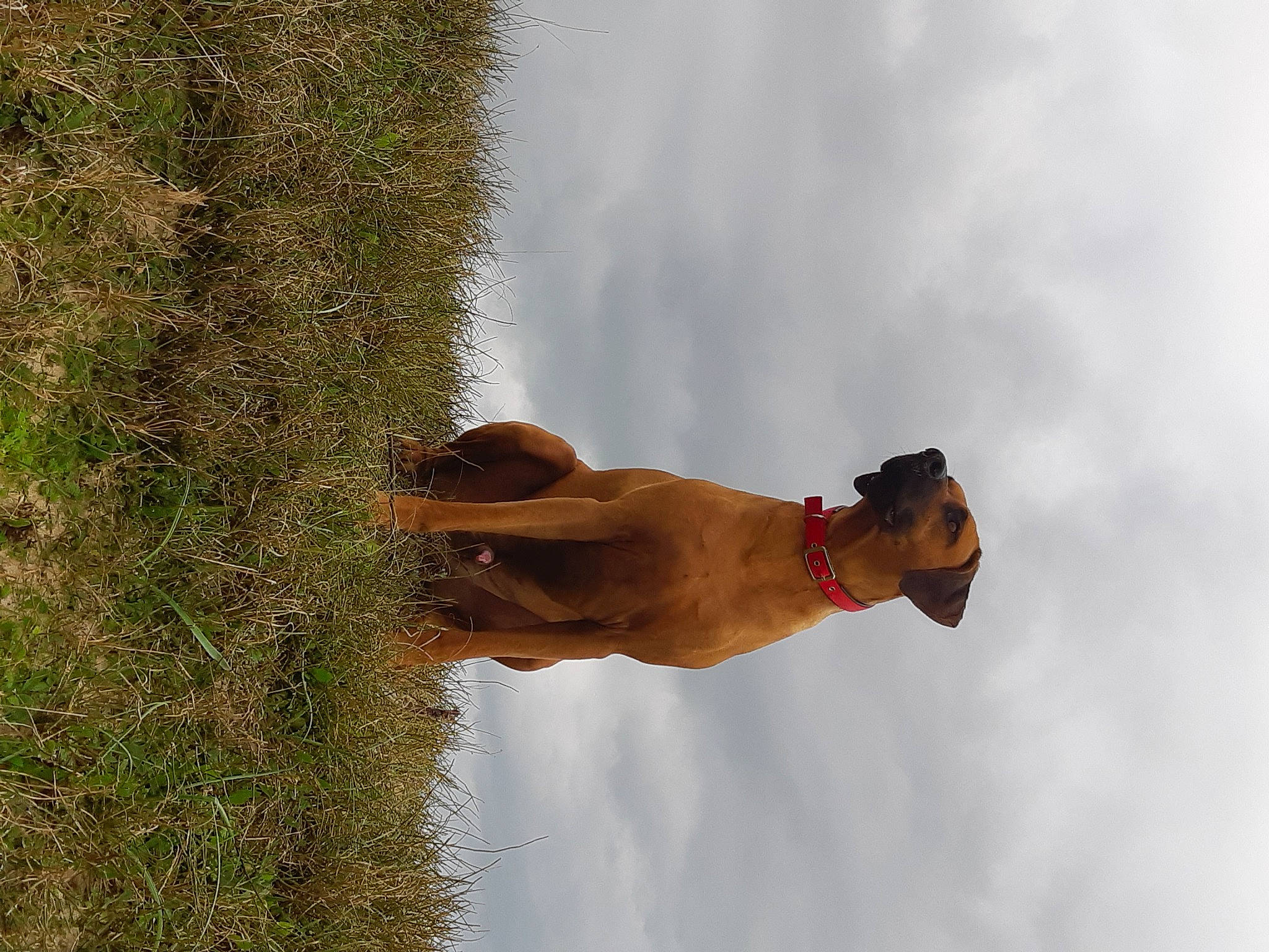 Jewel a rejoint le concours — aidez-le/la à gagner de superbes lots ! canidae, carnivore, collar, companion_dog, dog, dog_breed, dog_collar, fawn, grass_family, hunting_dog, leash, liver, mammal, pet_supply, snout, sporting_group, working_animal, working_dog