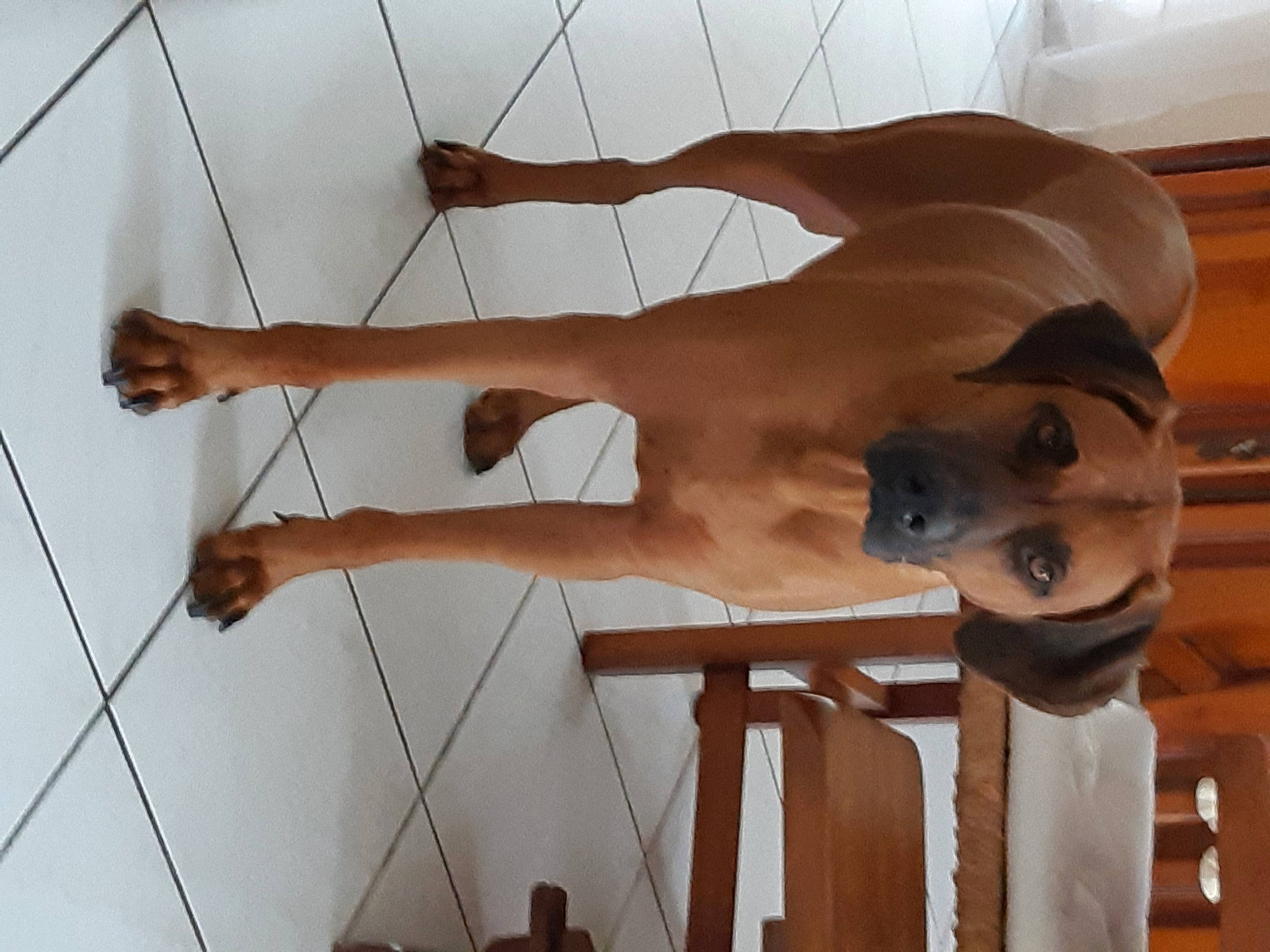 Jewel a rejoint le concours — aidez-le/la à gagner de superbes lots ! back, canidae, carnivore, companion_dog, dog, dog_breed, elbow, fawn, guard_dog, human_leg, knee, muscle, snout, sporting_group, tan, toe, trunk, wood_stain, working_animal, wrist